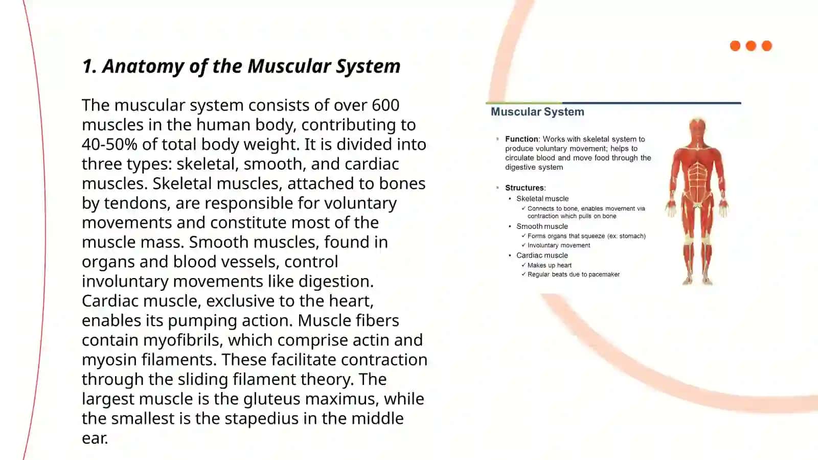 Muscular system of a human being 3