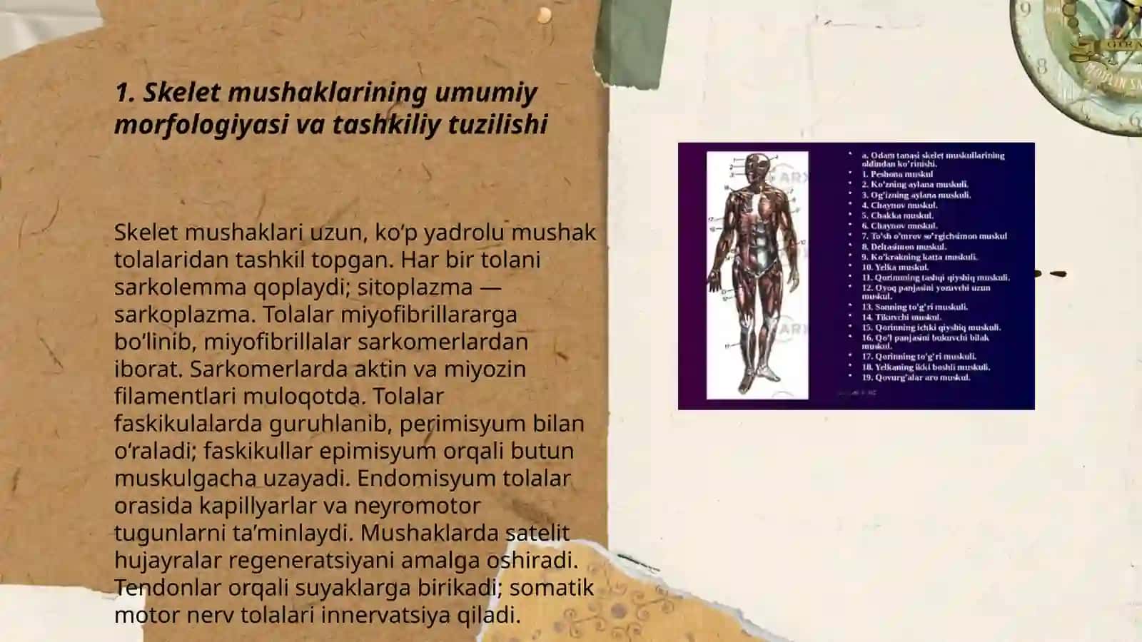 Mushak qisqarish mexanizimi marfalogik asoslari 3