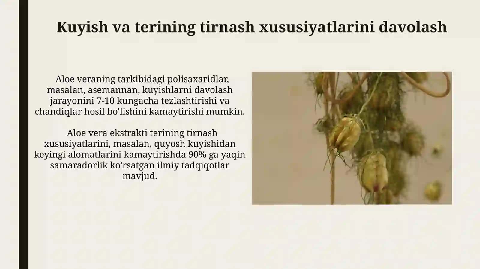 Aloe Vera O'simligining Shifobaxsh Xususiyatlari 3