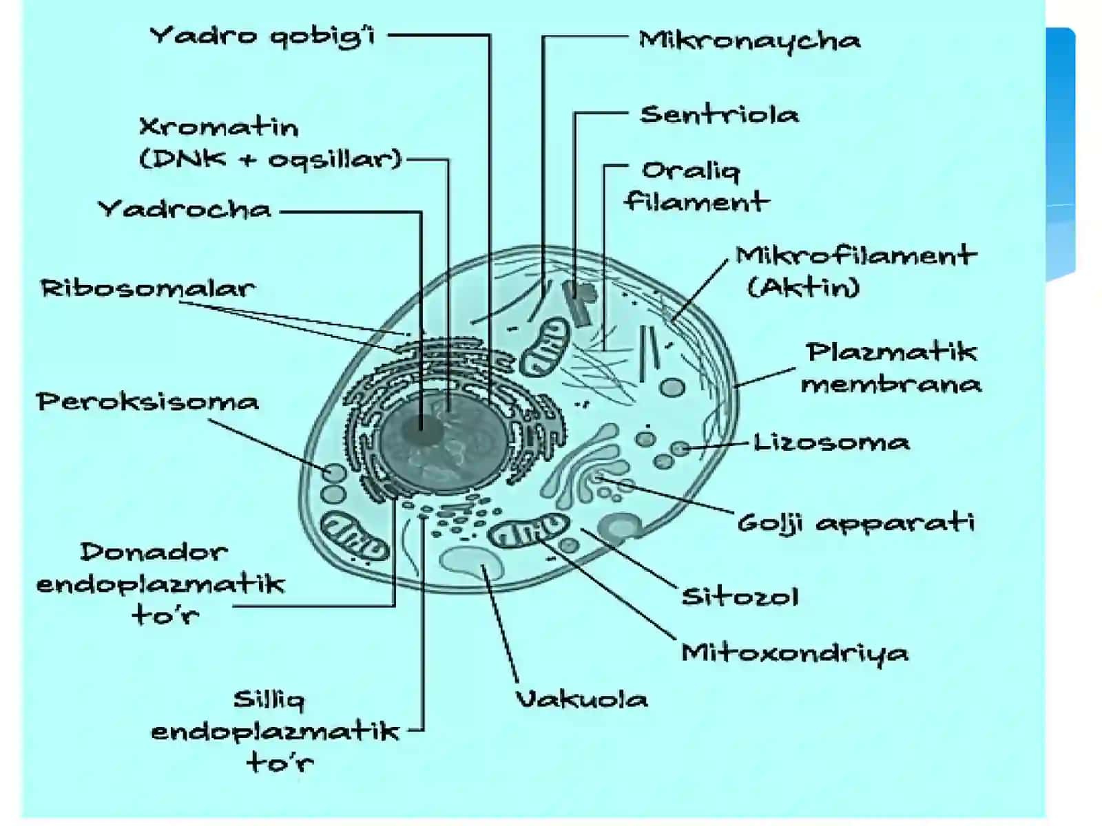 Sitologiya fanidan taqdimot 3
