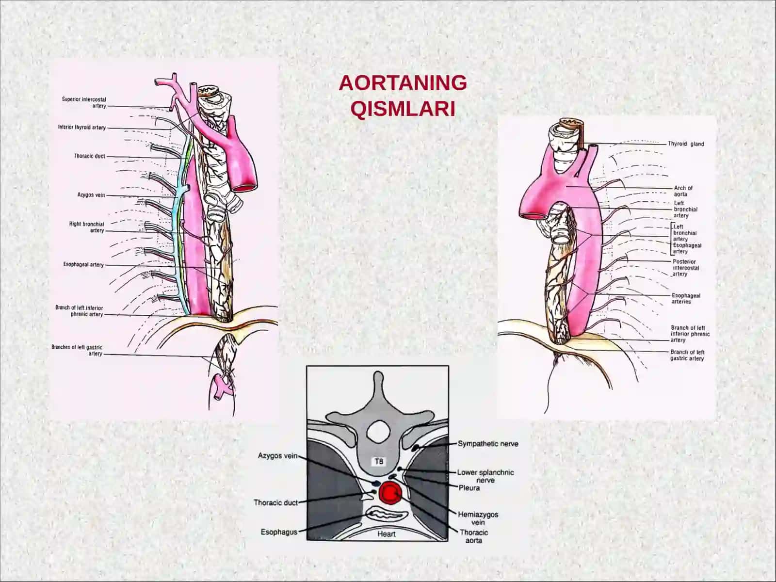 AORTA.TASHQI VA ICHKI UYQU ARTERIYALARI 3