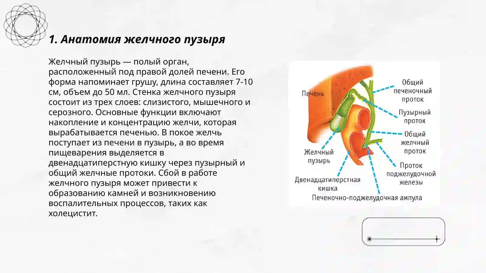 Желчный пузырь 3