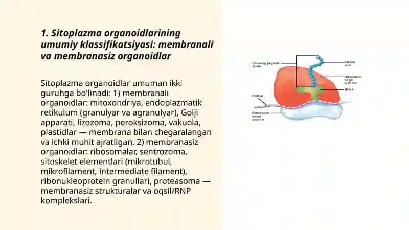 Sitoplazma organoidlar klassifikatsiyasi 3