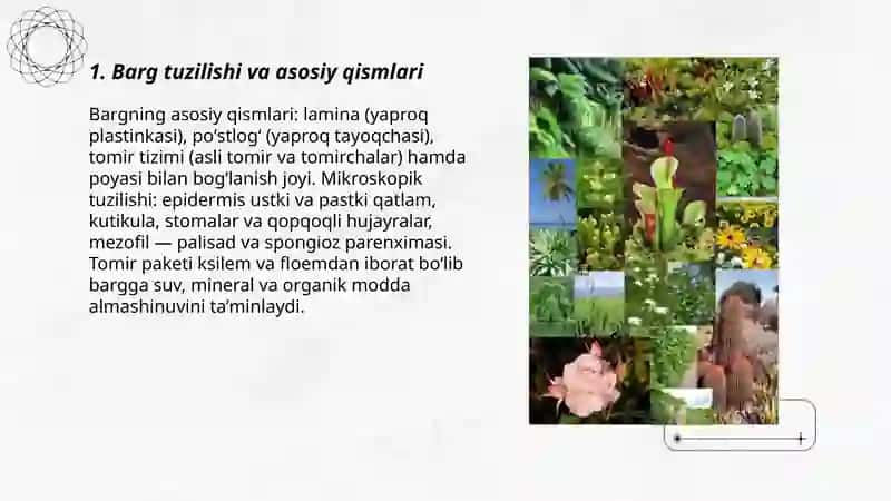 Barg va uning vazifalari haqida 3