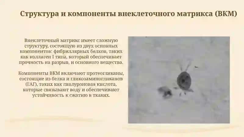 Взаимодействие между клеткой и внеклеточным матриксом 3
