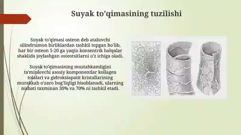 Suyak to'qimasi va muskul to'qimasi 3