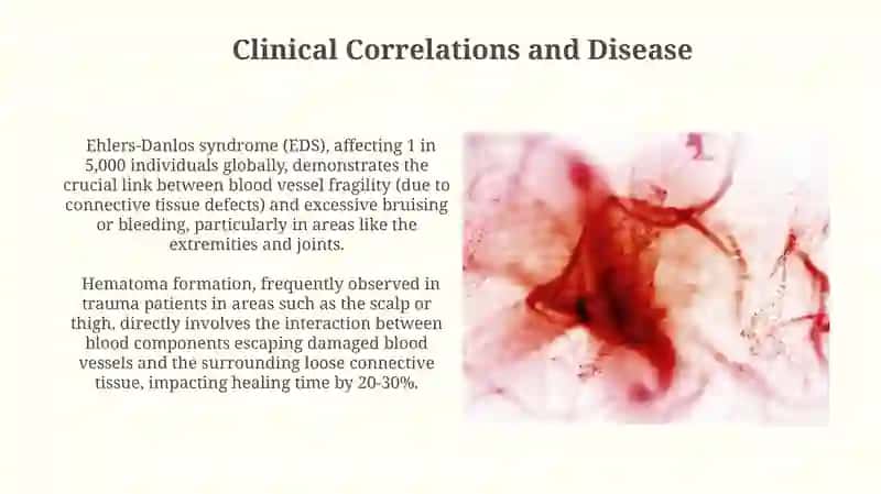 The Relationship Between Blood and Loose Connective Tissues 3