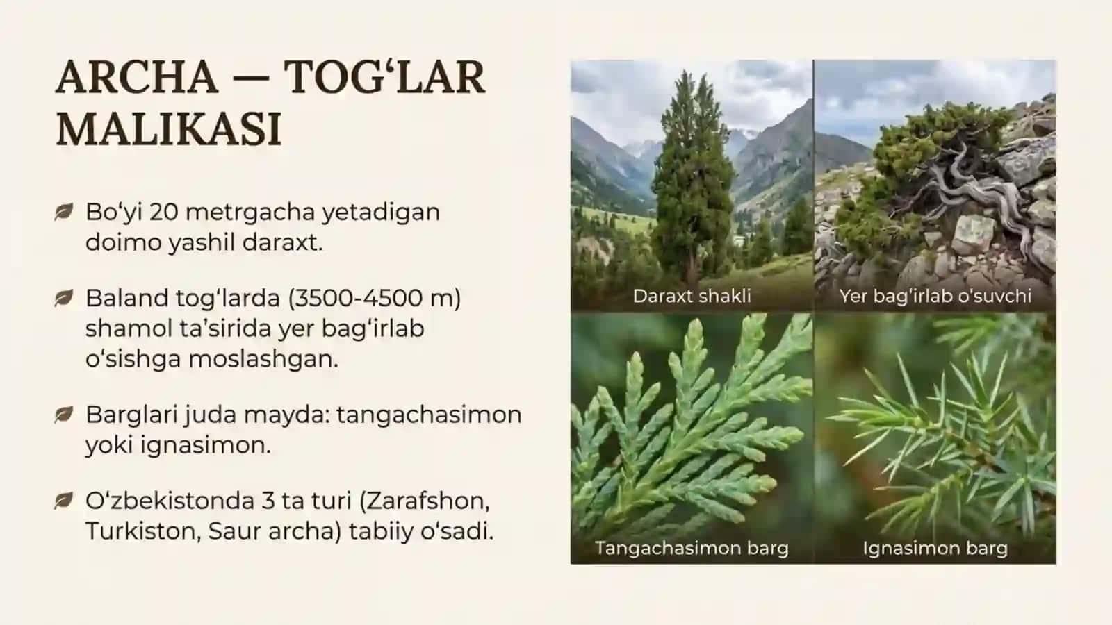Ochiq urug'li o'simliklar bo'limi: Archa 3