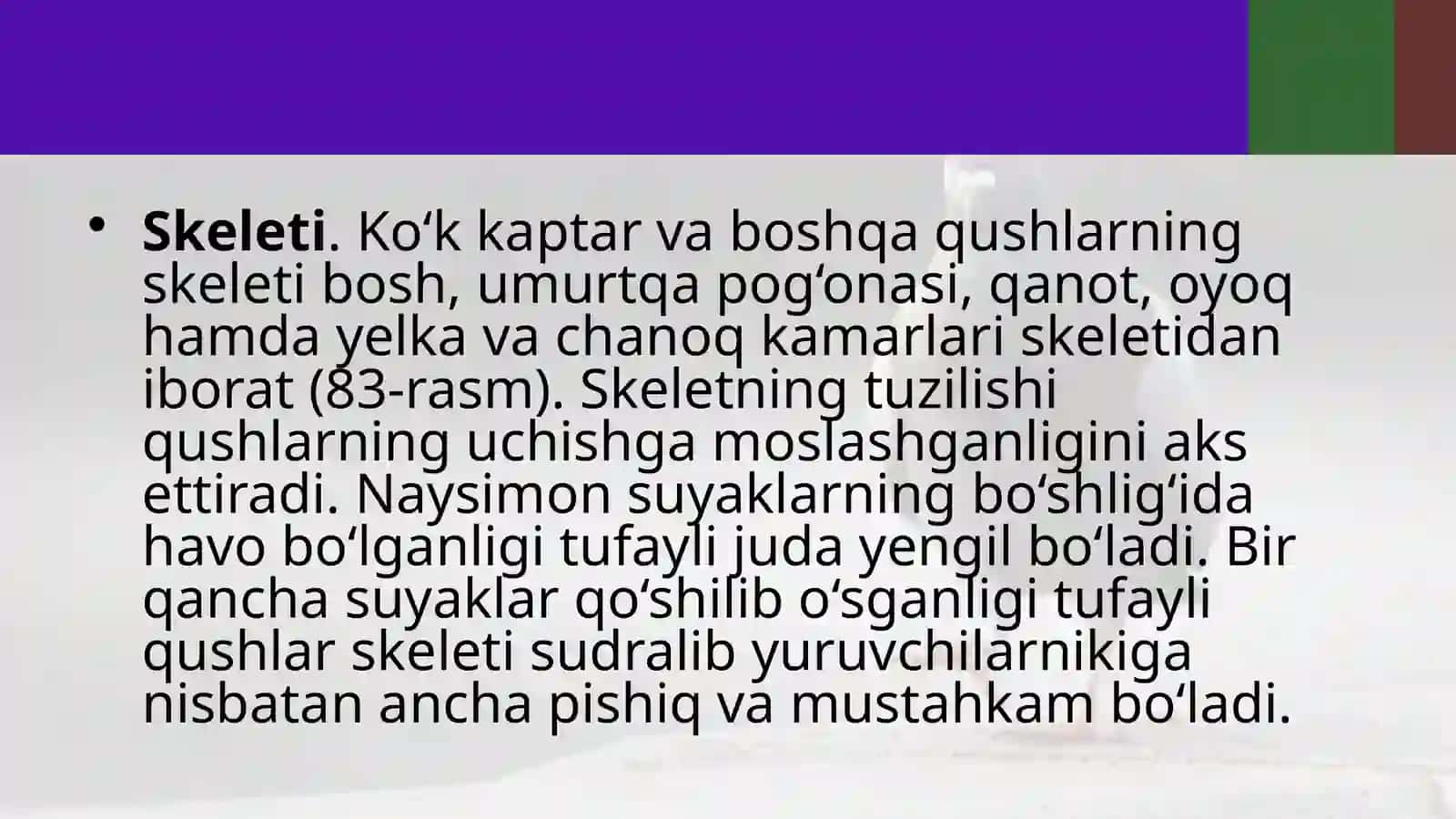 Ko‘kkaptarning skeleti va ichki tuzilishi 3