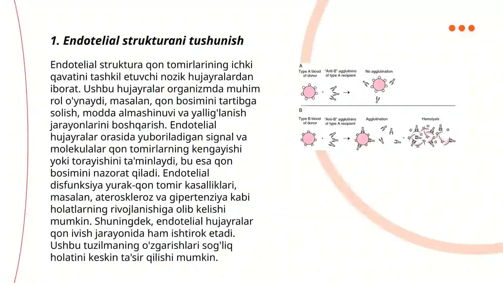 Endotelial Struktura va Qon Ivihsi 3