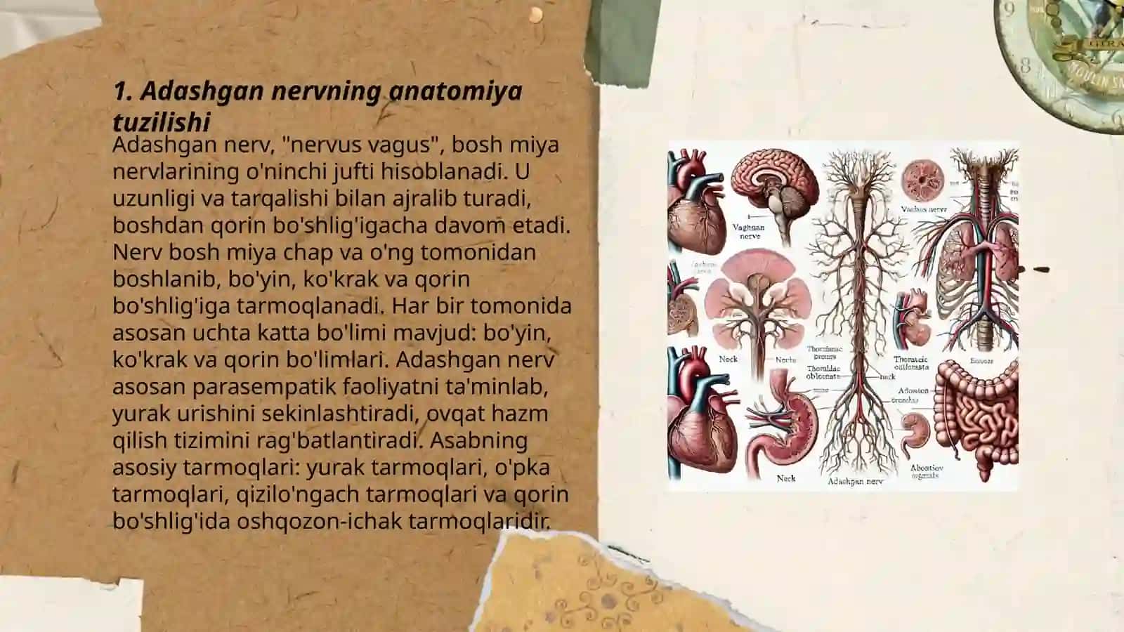 Adashgan nerv. Adashgan nervning oziga xosligi 3