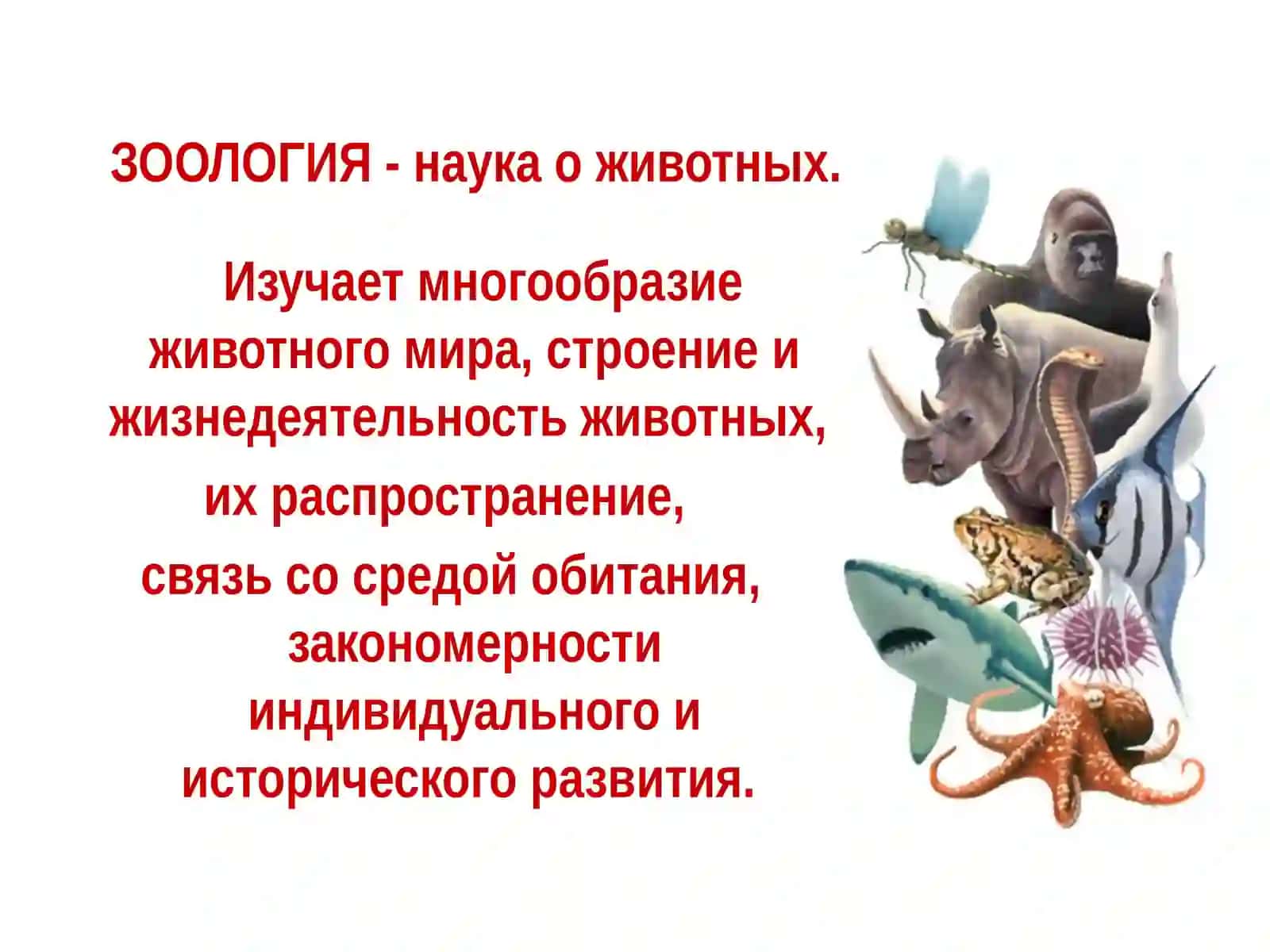 Зоология 3
