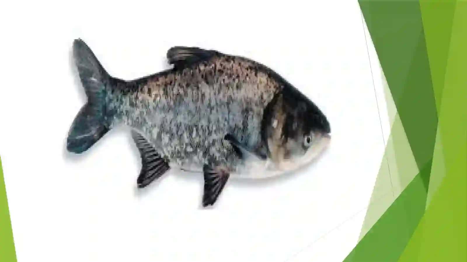 Baliqlar haqida tadqiqotlar 3