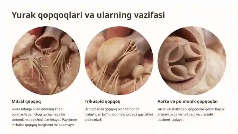 Yurakni eshitish (Auskultatsiya) 3