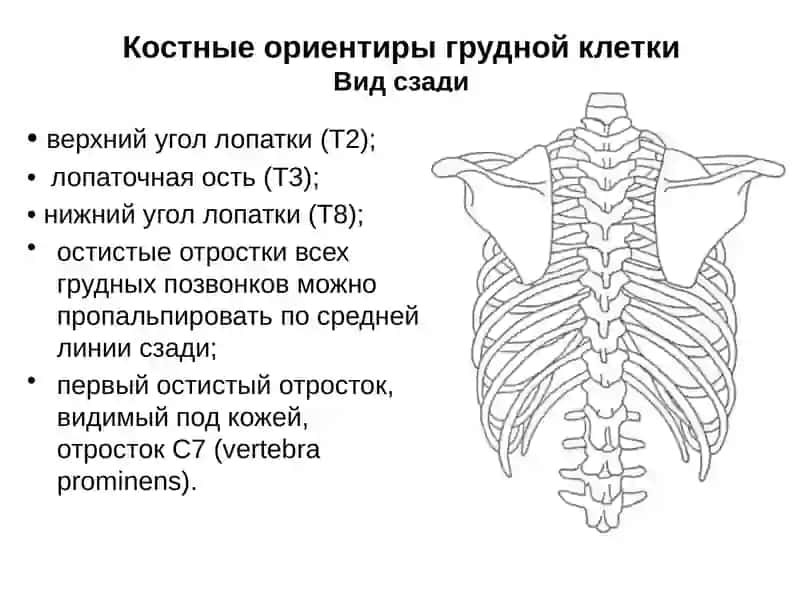 Грудная клетка 3