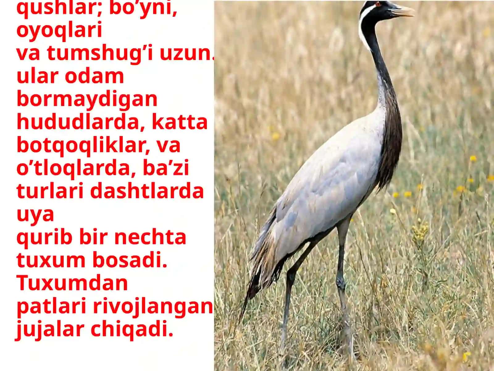 Go'zalturna(antrhopoidesvirgo) 3
