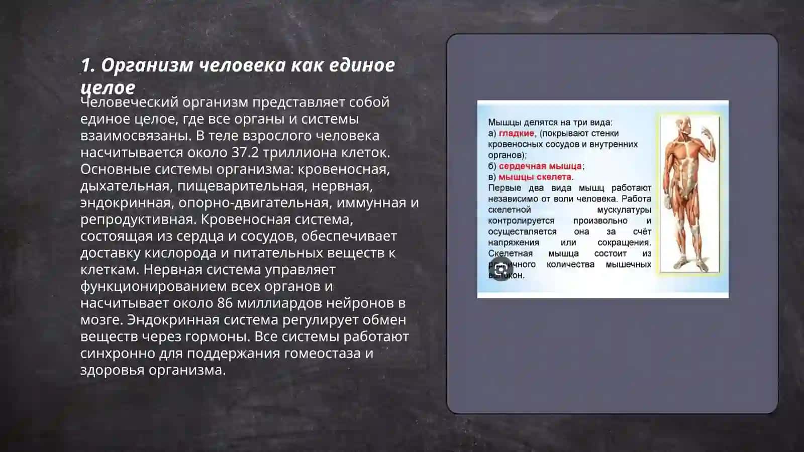 Организм как единое целое 3