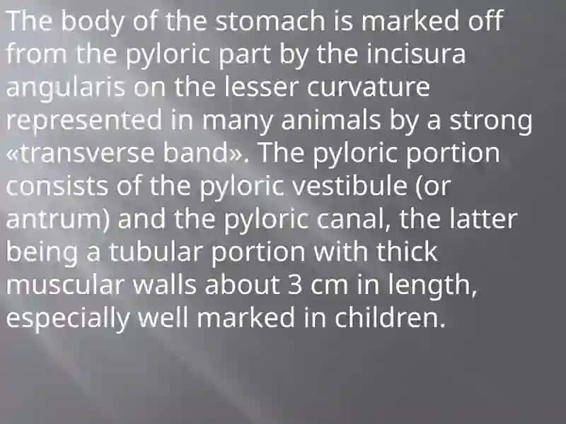 The Movements of the Stomach 3