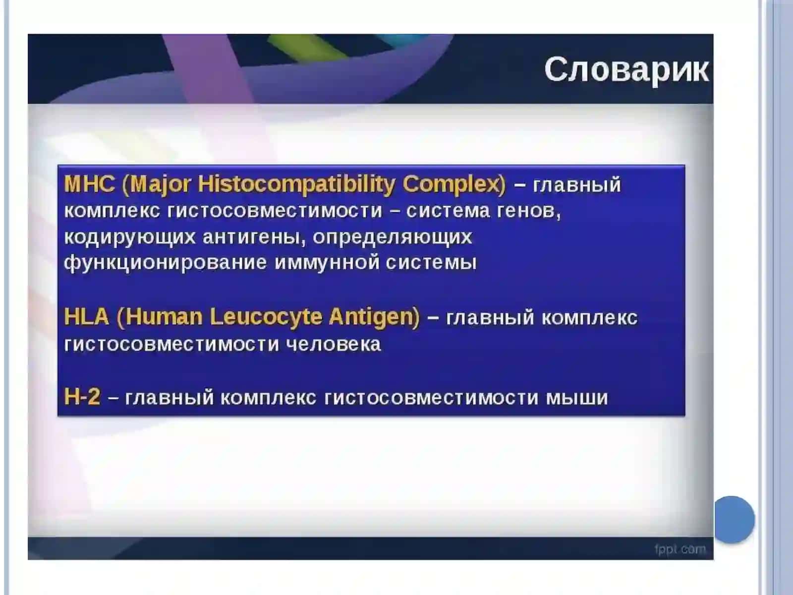 Главный комплекс гистосовместимости 3