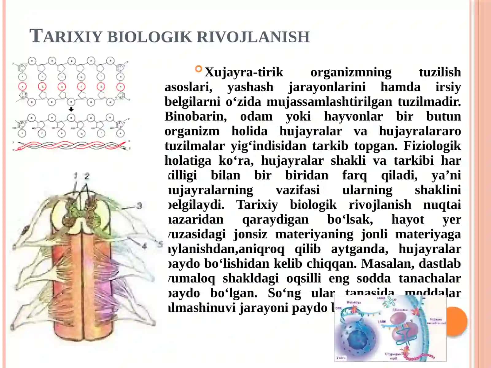 Xujayra tiriklikning elementar birligi 3