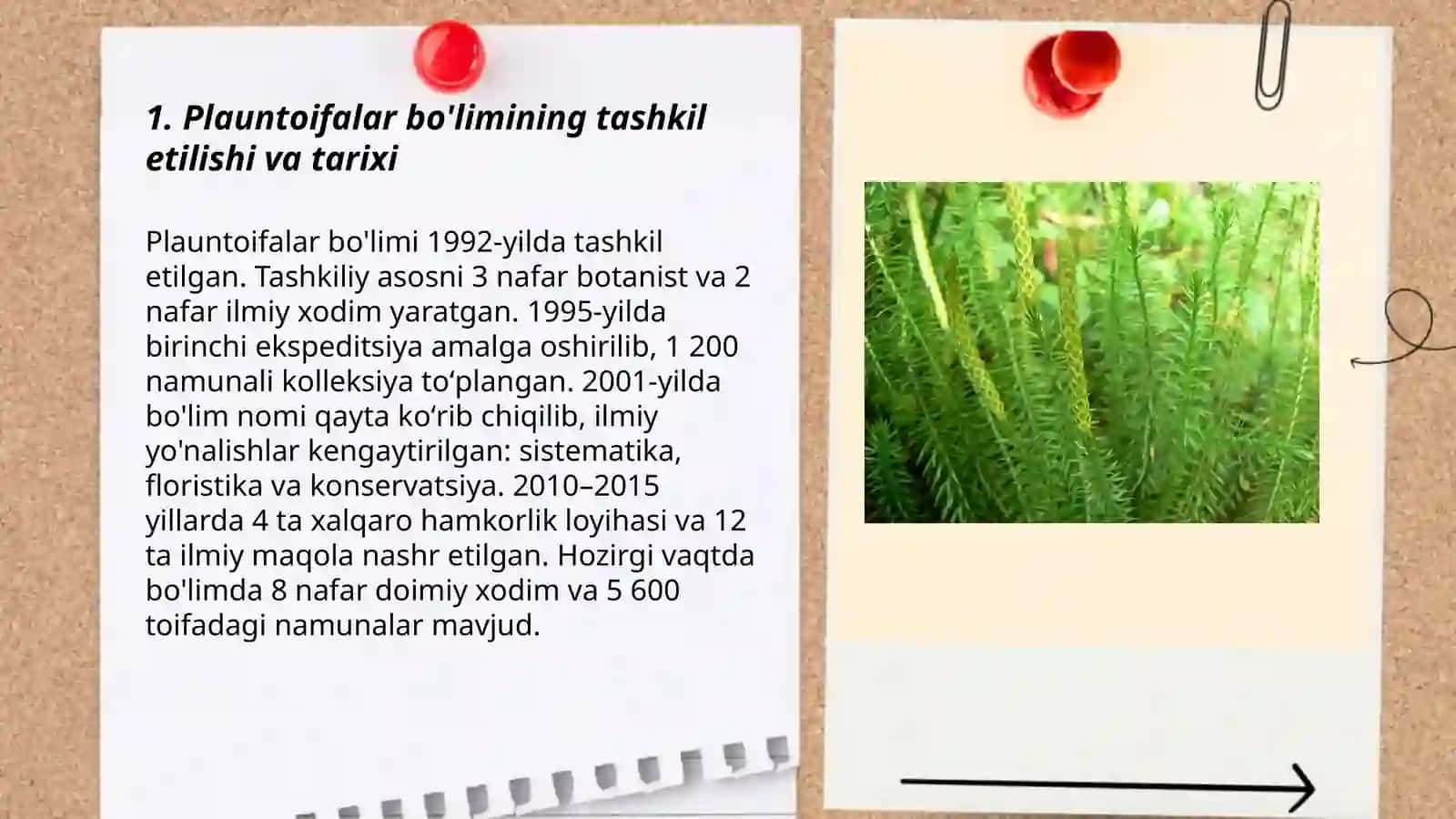 Plauntoifalar bo'limi 3