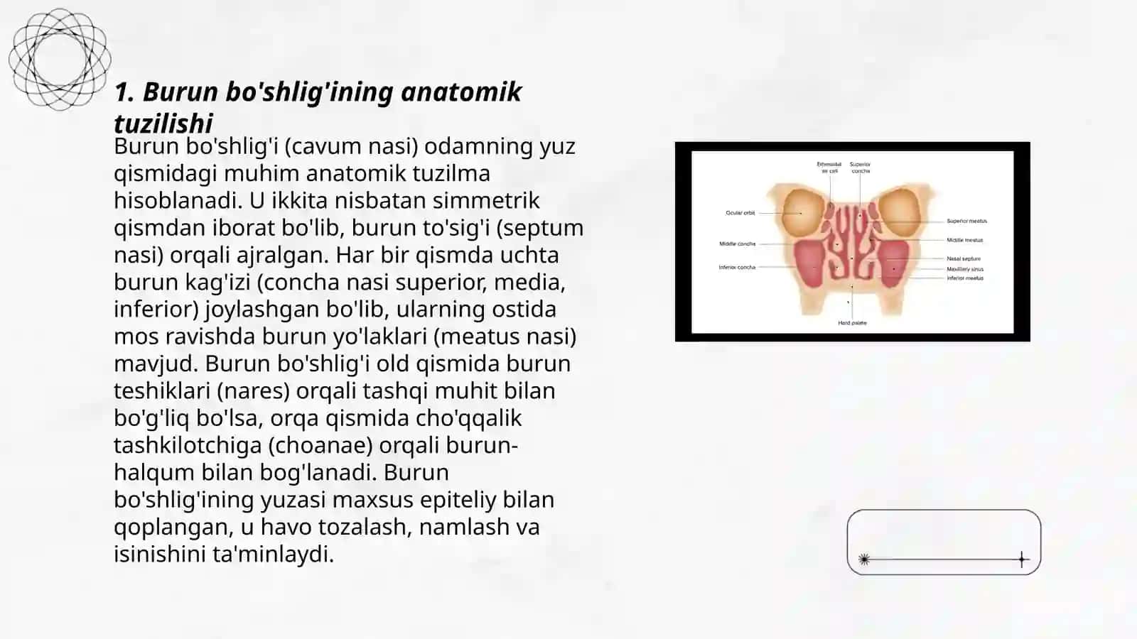 Burun bo’shlig’i va hiqildoq anatomiyasi 3