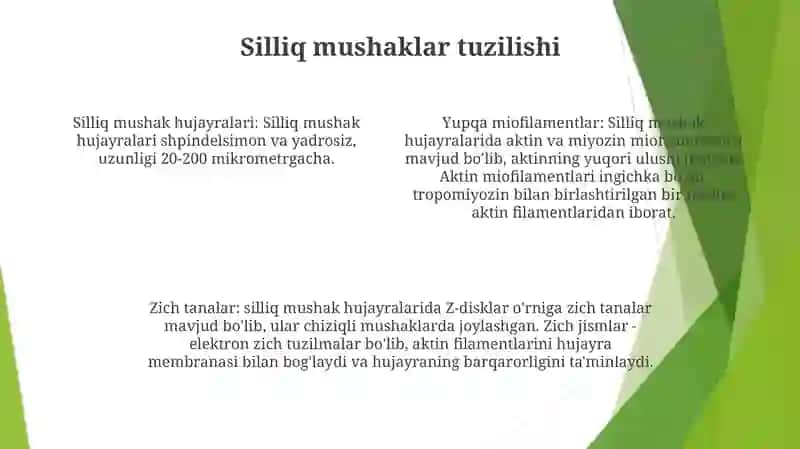 Muskul ToʻQimasining Tuzilishi 3
