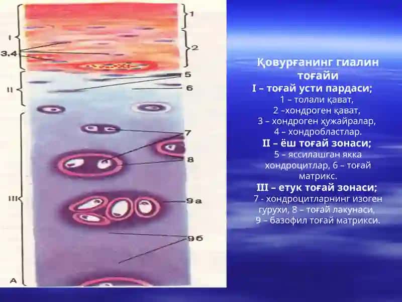 Тоғай ва суяк тоқимаси 3