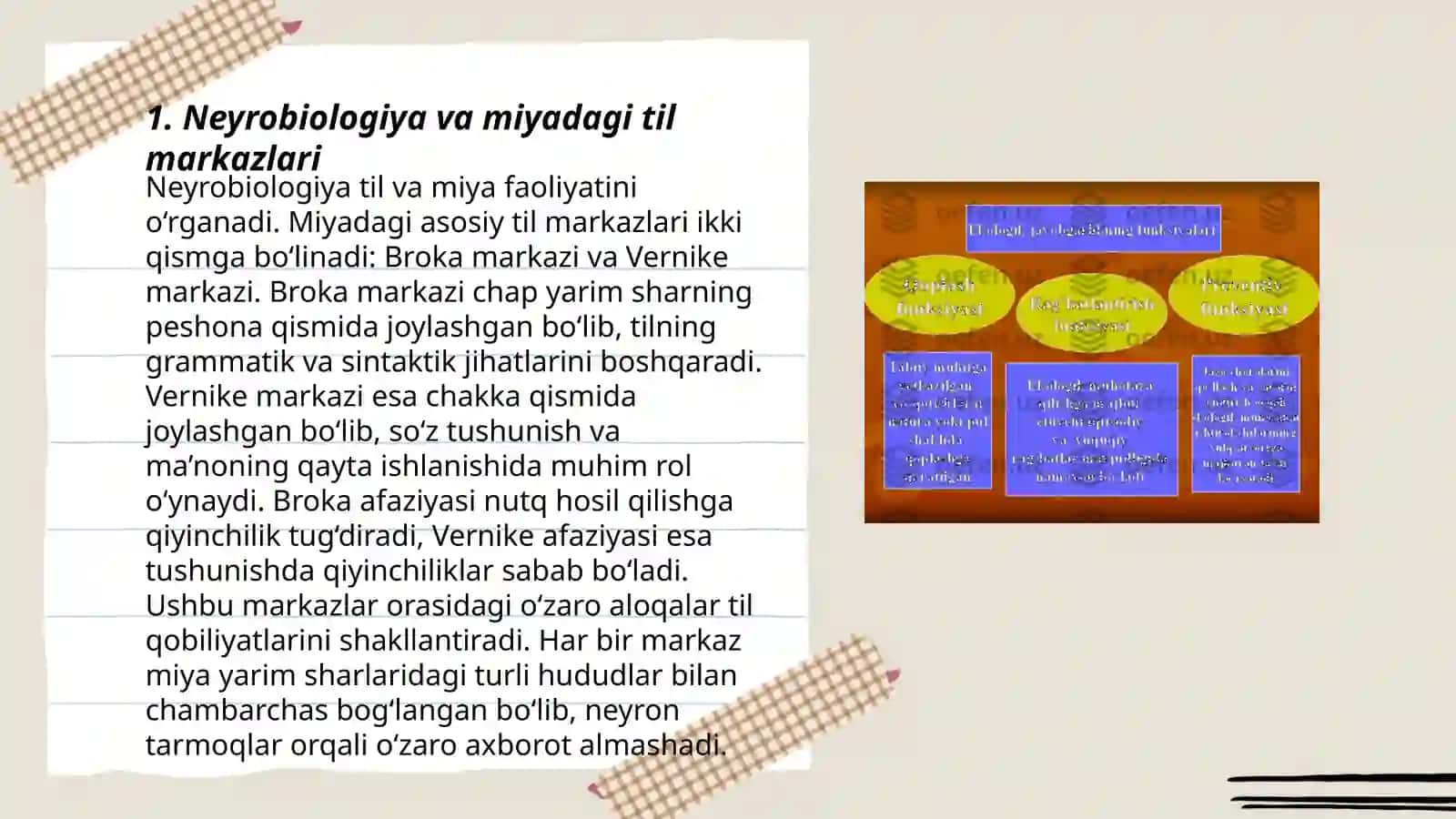 Neyrobiologiya va til:Miyaning funksiyalari 3