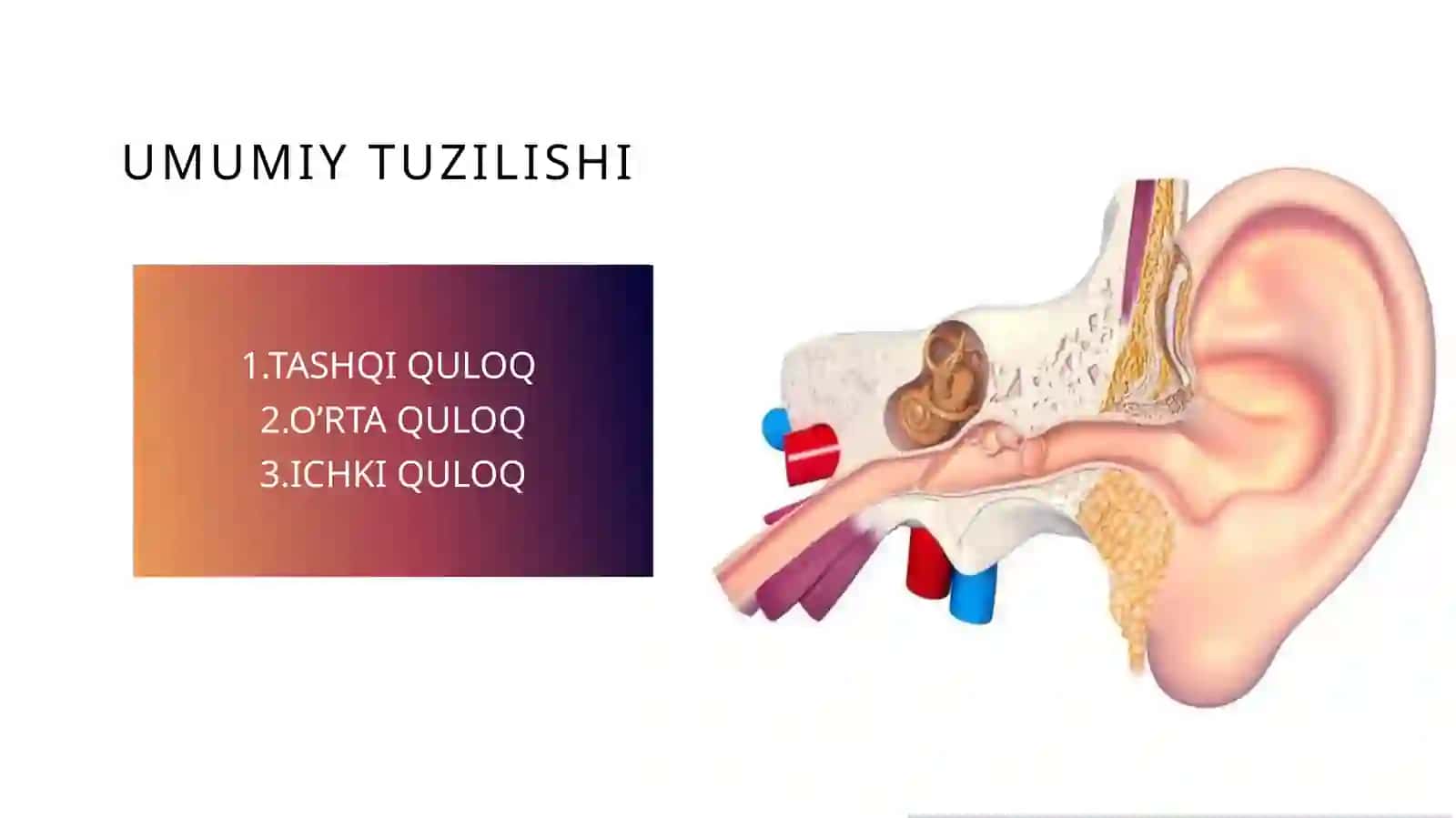 eshitish organi innervatsiyasining xususiyatlari 3