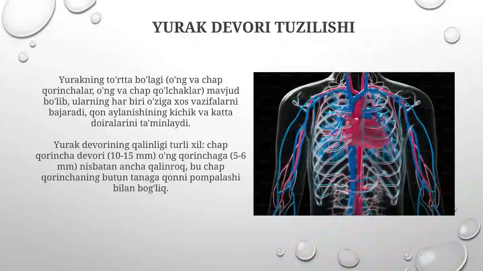 Yurakning Tuzilishi 3