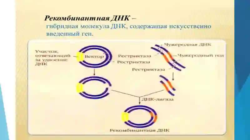 Рекомбинация ДНК и его применение в медицине 3