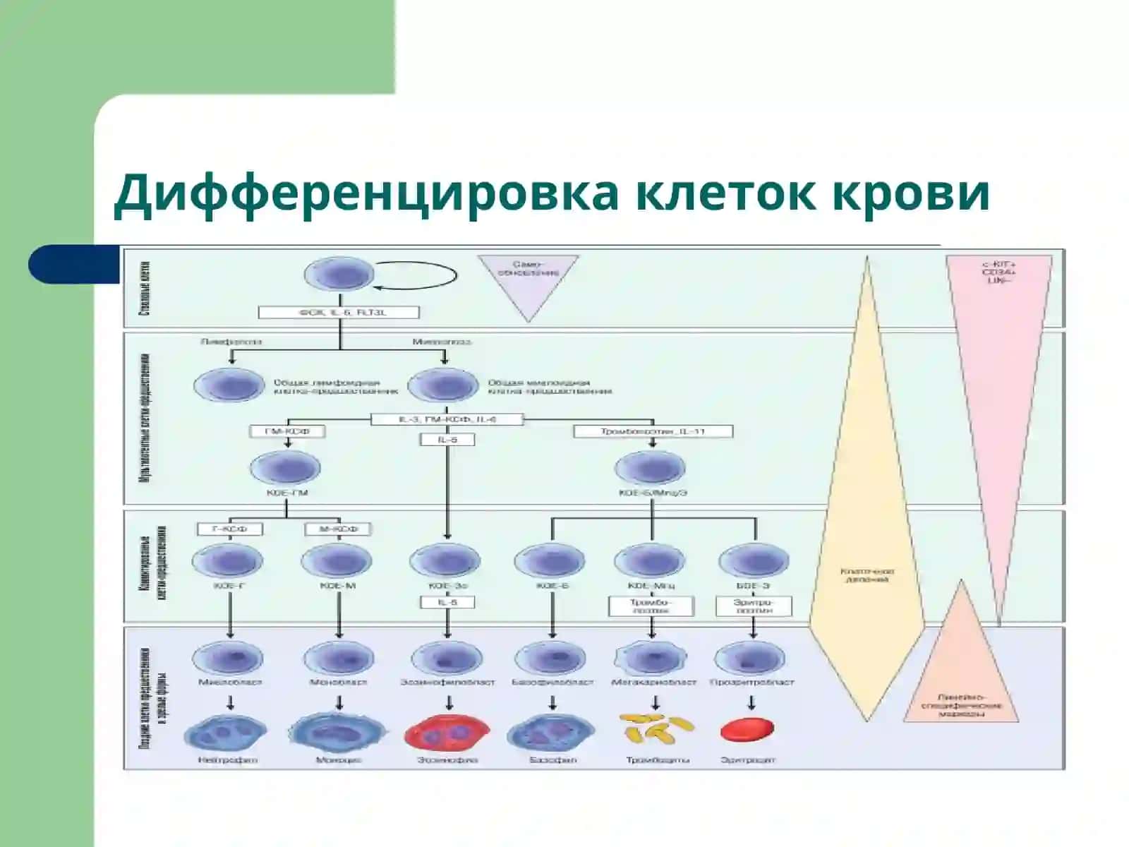 Патофизиология крови 3