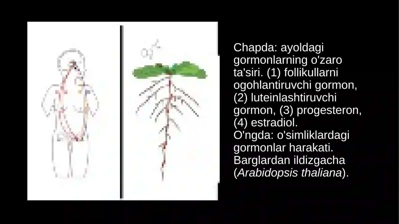 Gormonlarningnishonhujayralargata’sirmexanizmi 3