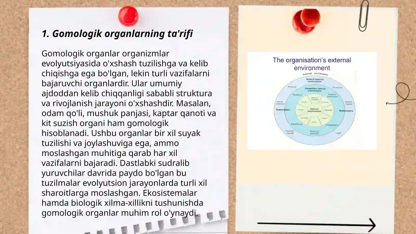 Gomologik va Analogik Organlar 3