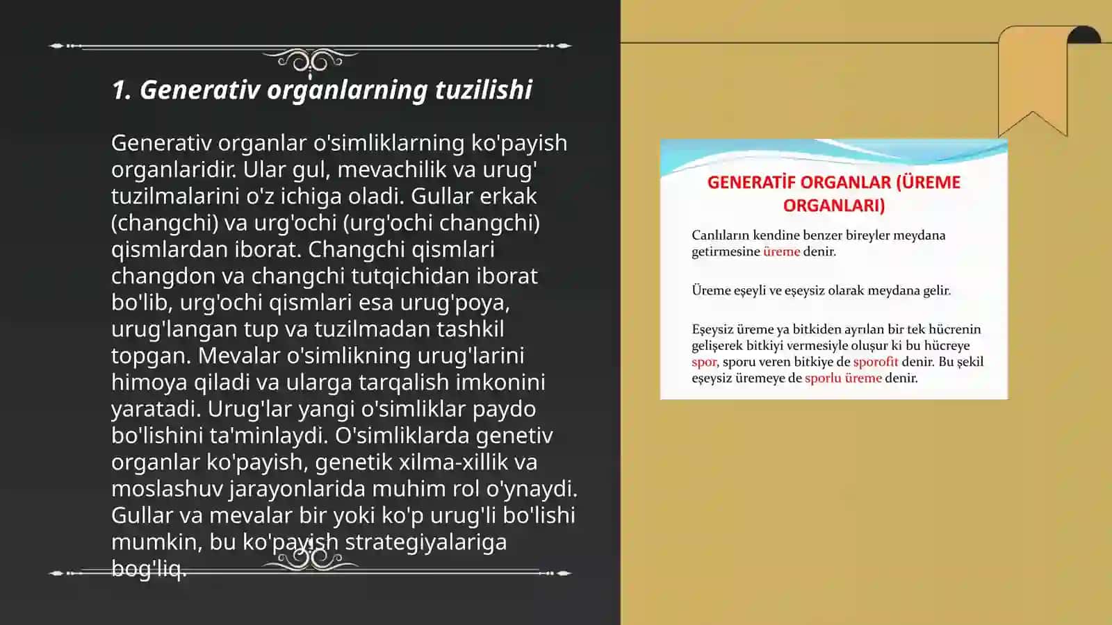 Generativ organlar 3