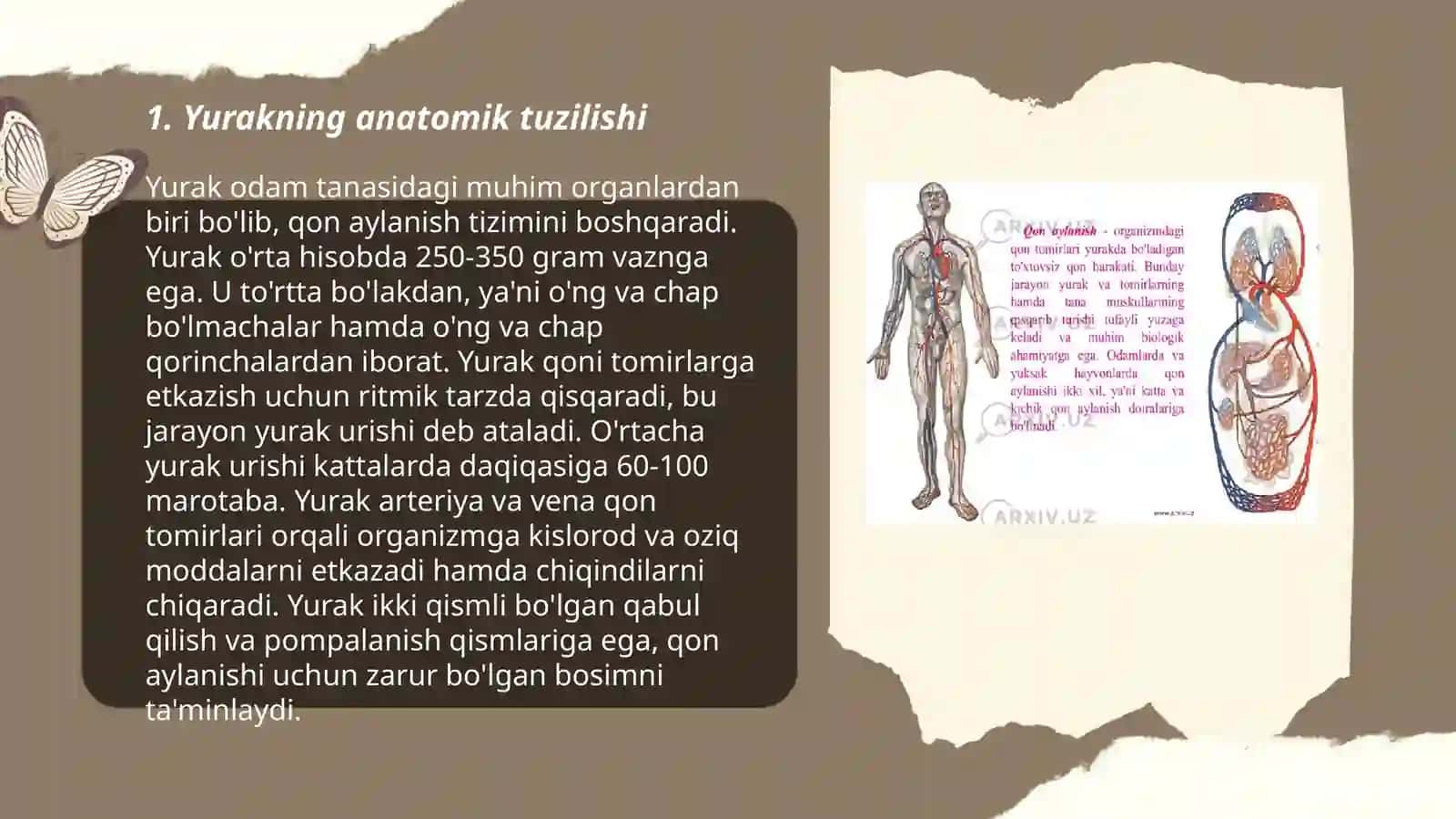 Yurakning anatomik tuzilishi 3