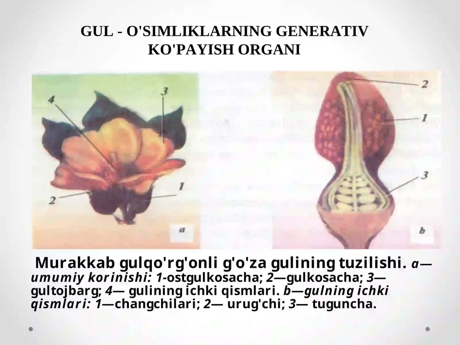 Gulning tuzilishi 3