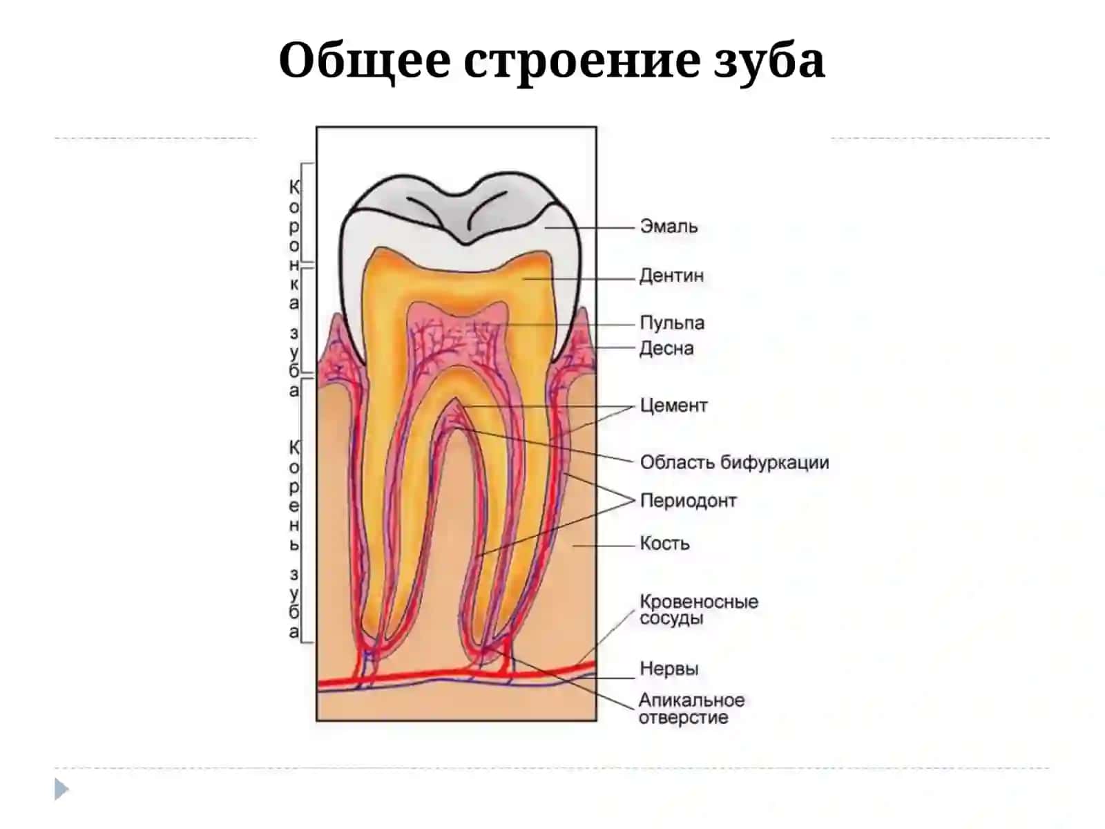 Общая анатомия зубов 3