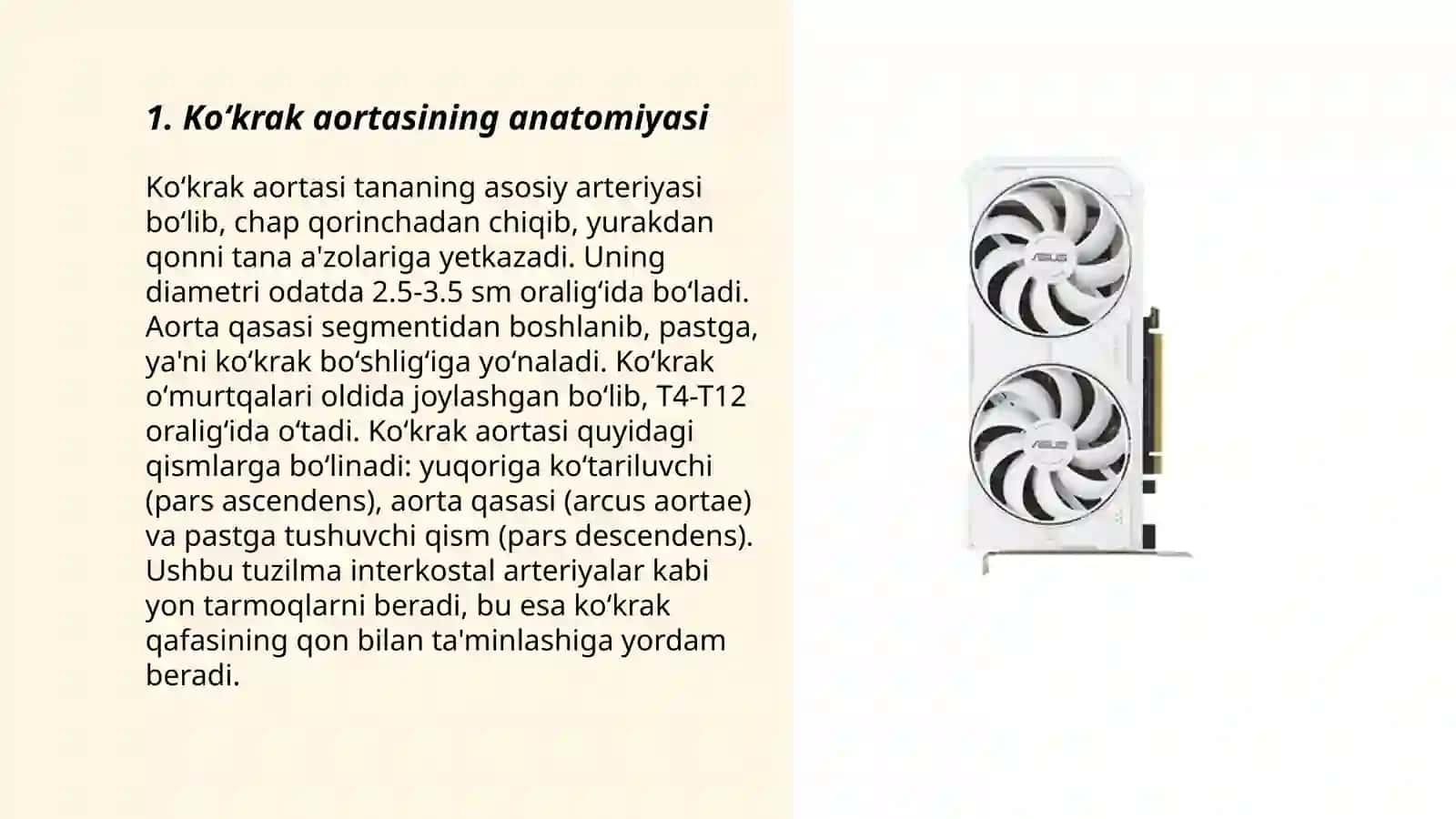 Koʻkrak aortasi anatomiyasi 3