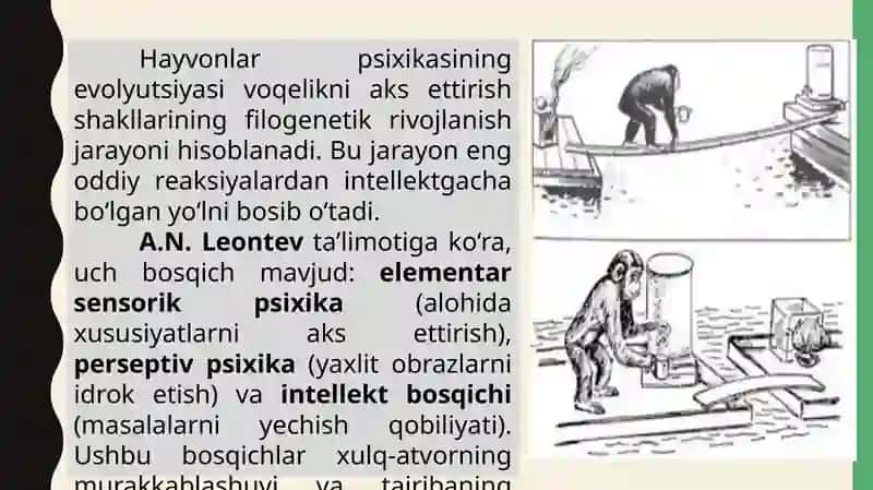 HAYVONOT OLAMIDA PSIXIK FUNKSIYALAR EVOLYUTSIYASI 3