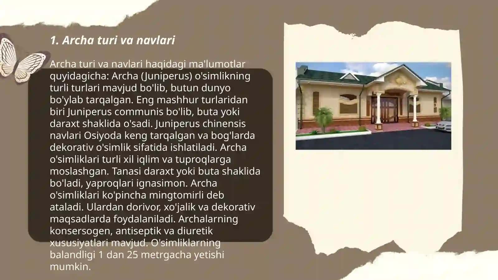 Archa turi va navlari 3