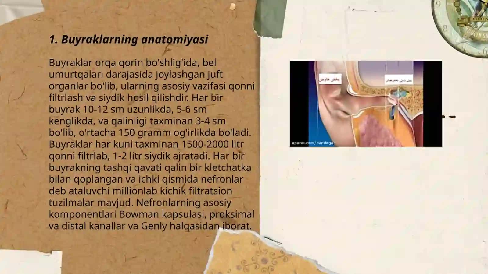Buyraklarning tuzulishi 3