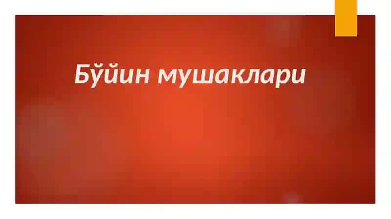 Бўйин мушаклари 3