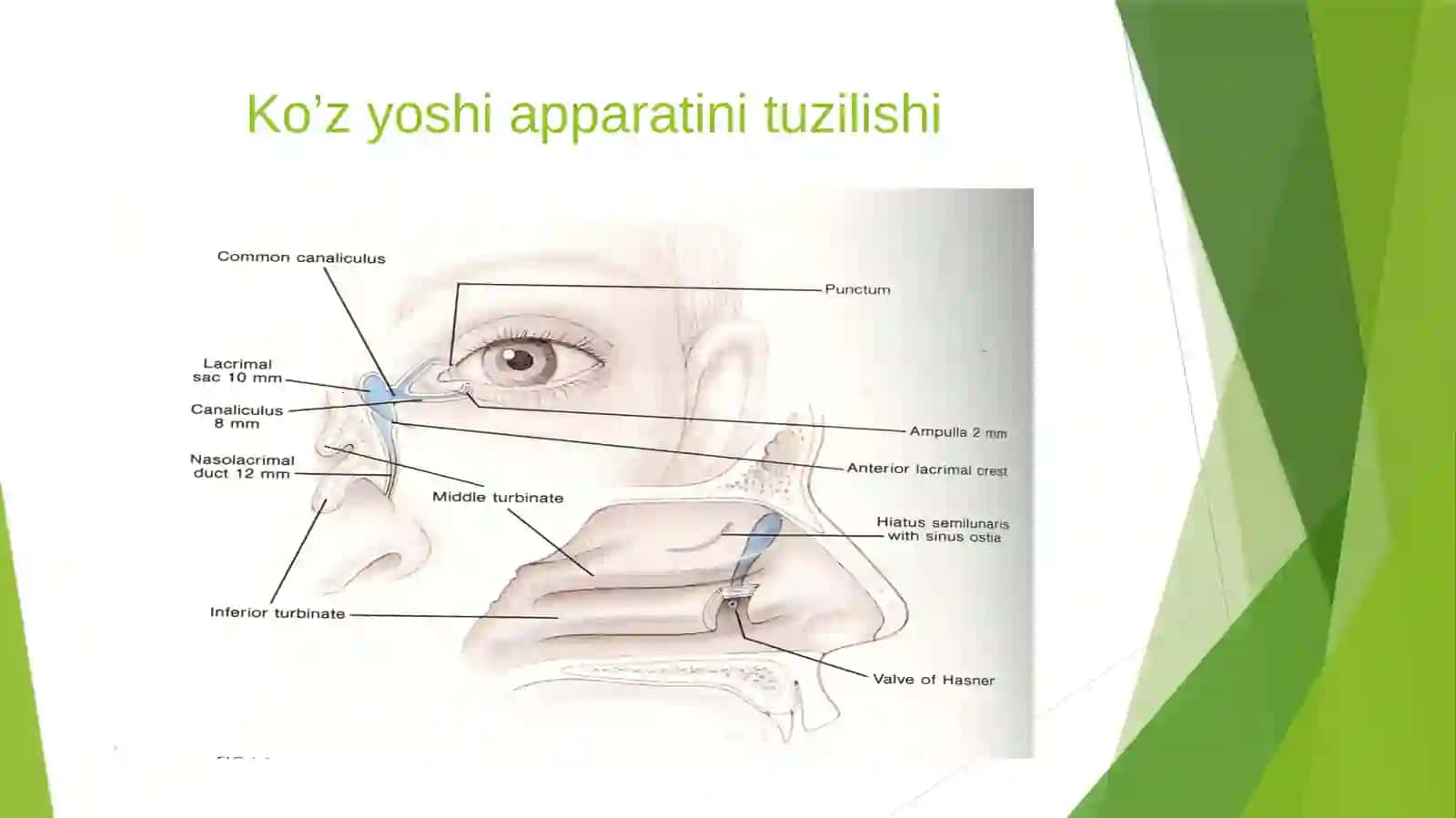 Ko'z yoshi a'zolari kasalliklari 3