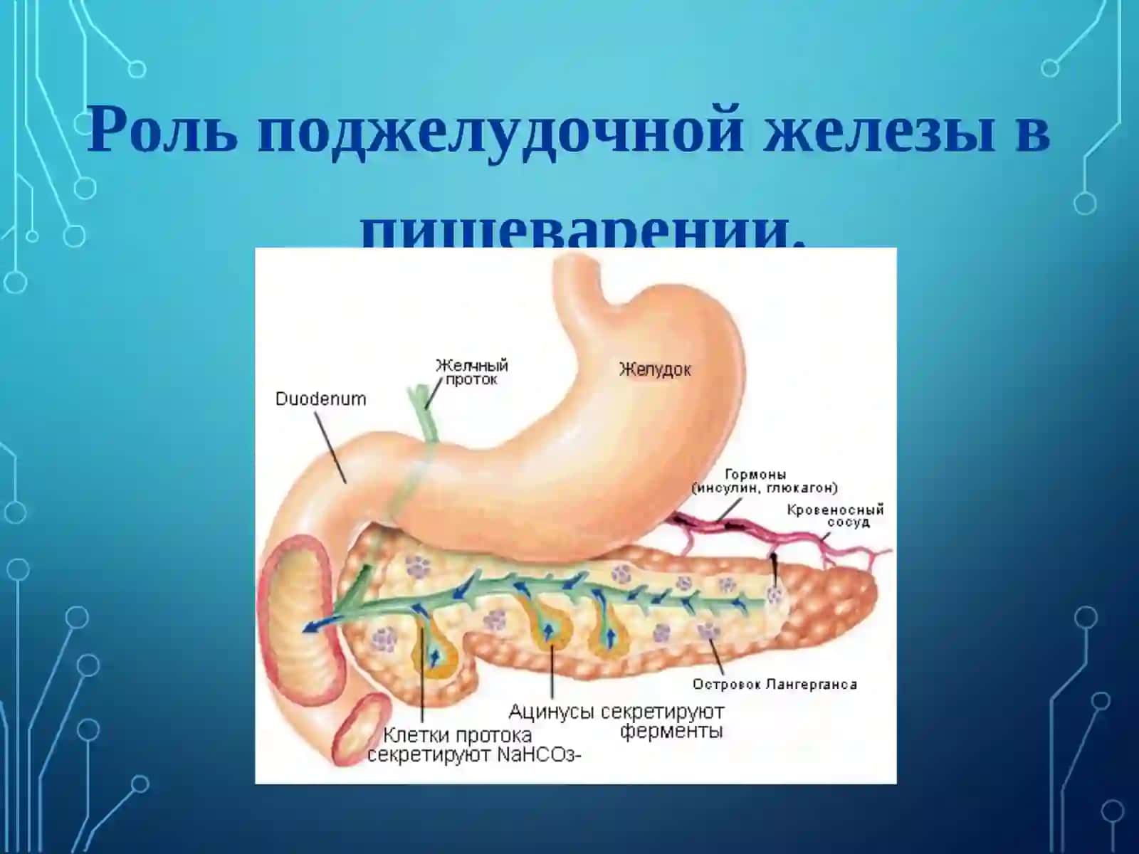 РОЛЬ ЖЕЛЧИ В ПИЩЕВАРЕНИИ 3