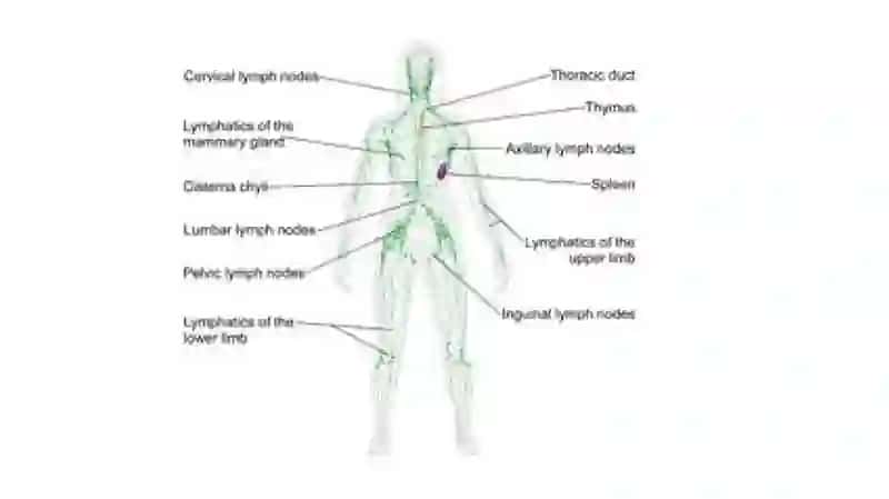 Limfa tomirlari patologiyasi 3