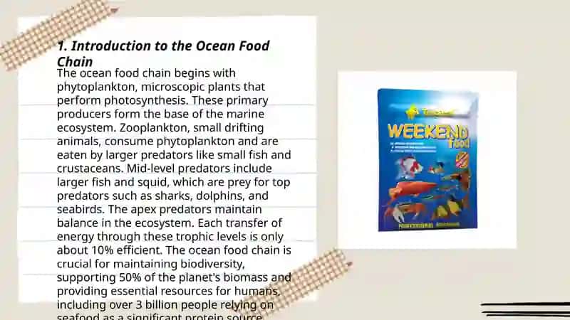 Ocean food chain for children 3
