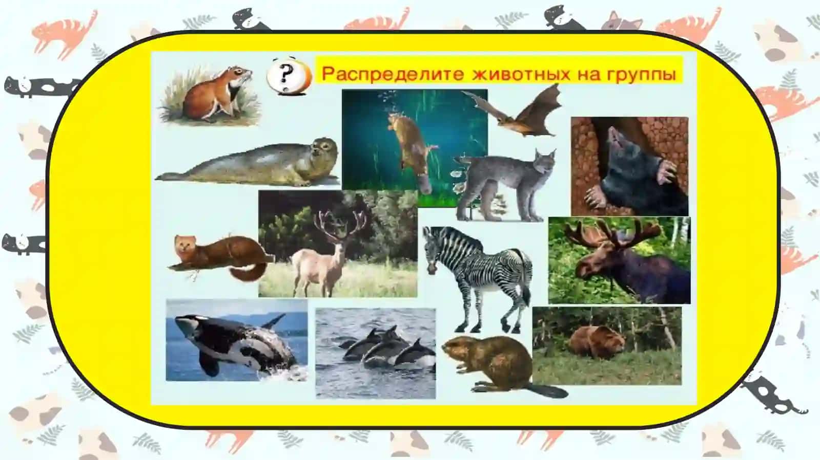 Ovlanadigan sutemizuvchilar 3