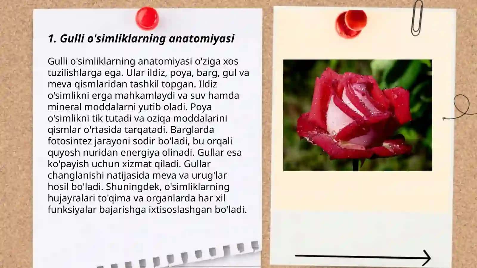 Gulli o'simliklar 3